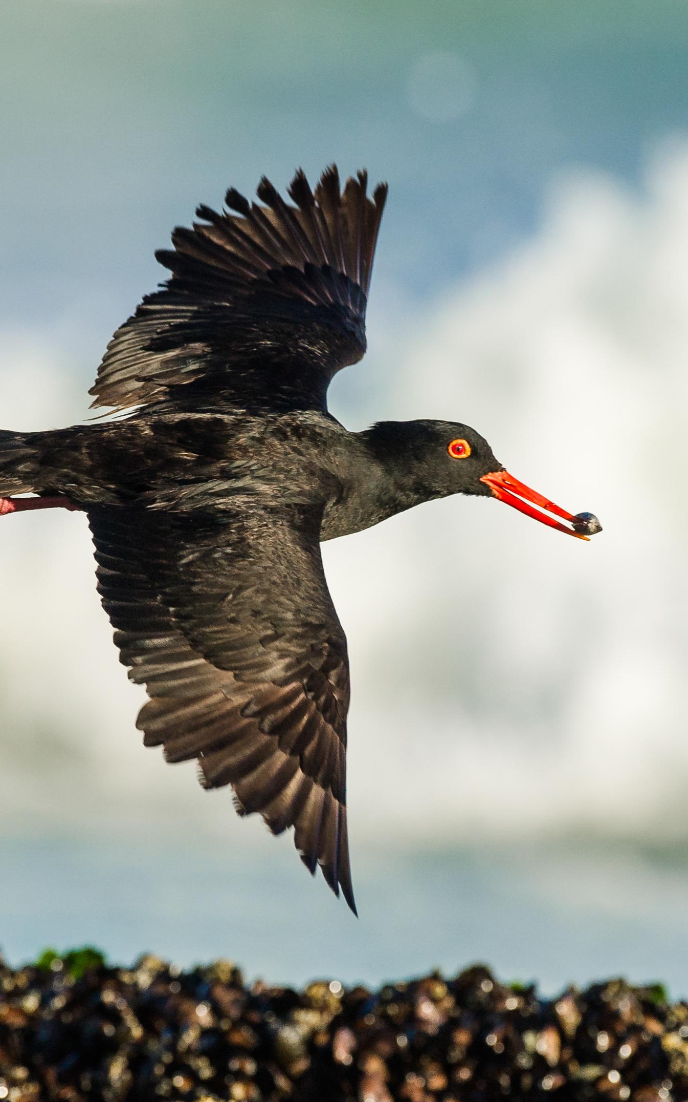 African black oystercatchers lead the perfect life.