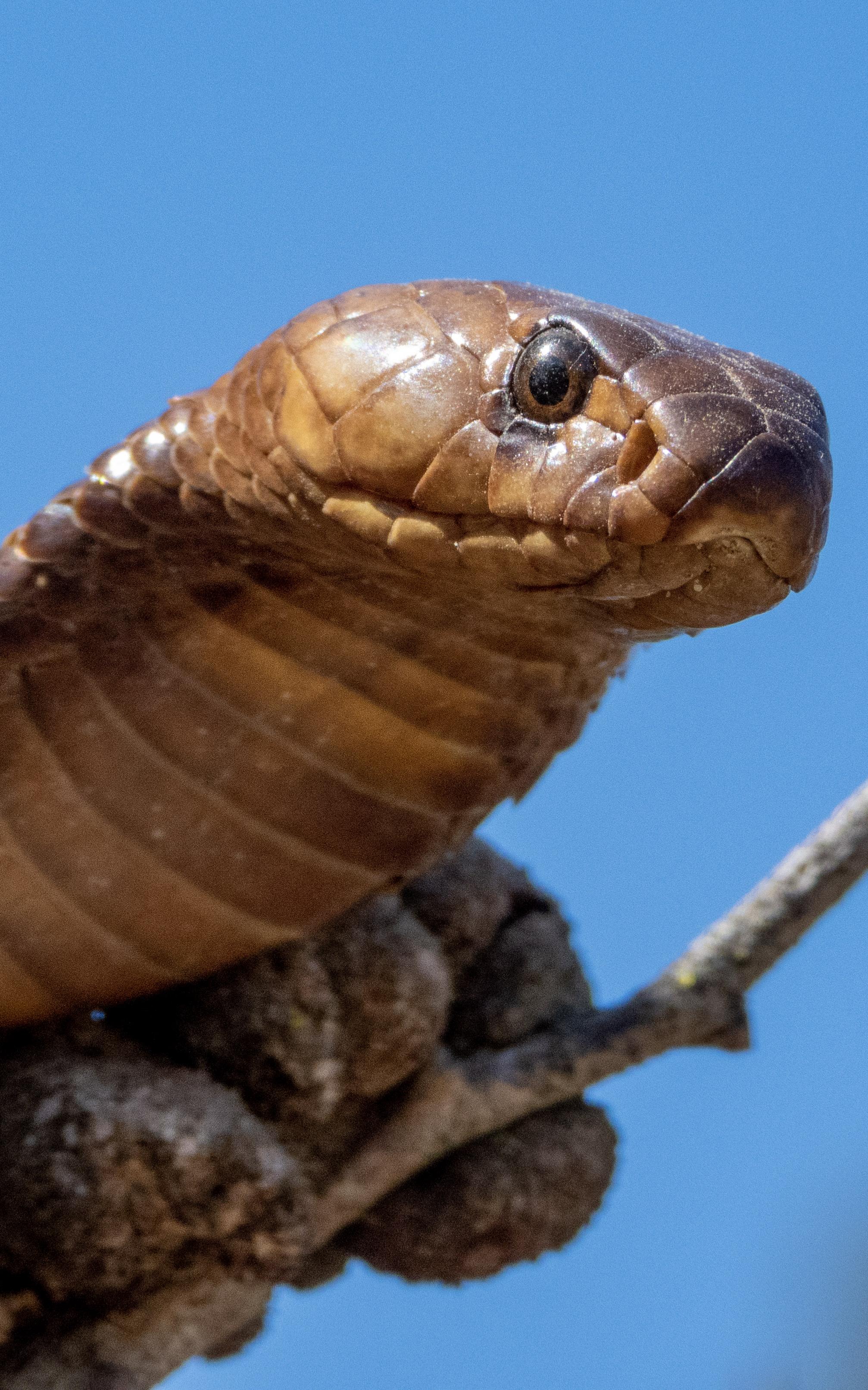 Snake.