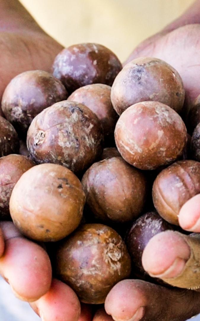 Hands holding macadamias