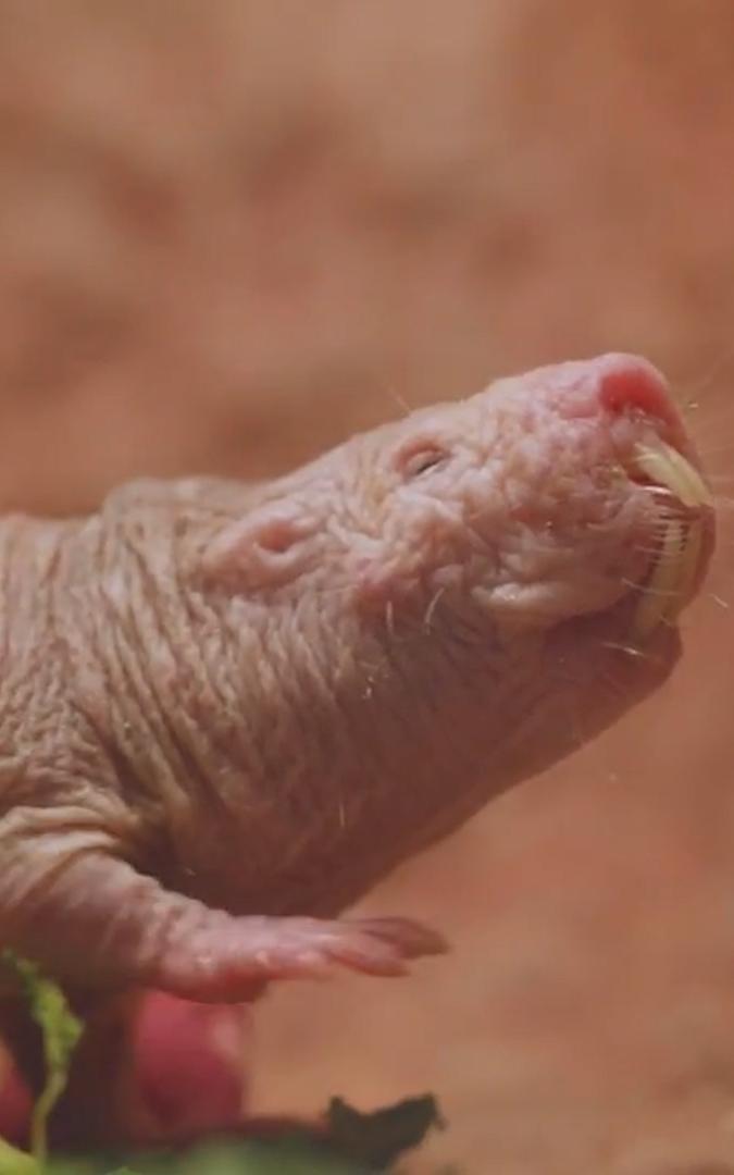 beautiful news mole rat