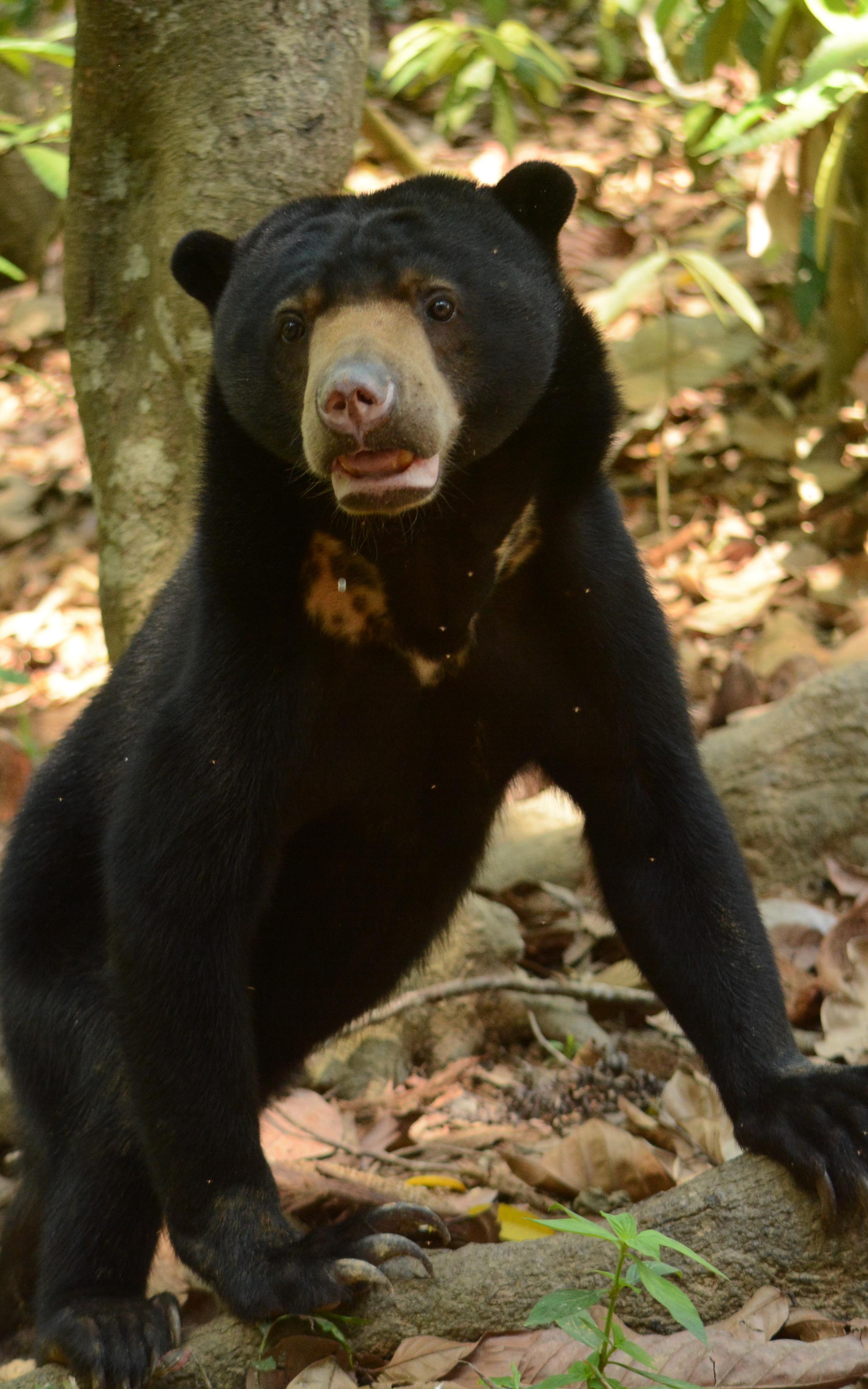 Beautiful News Sun Bear Borneo Malaysia 