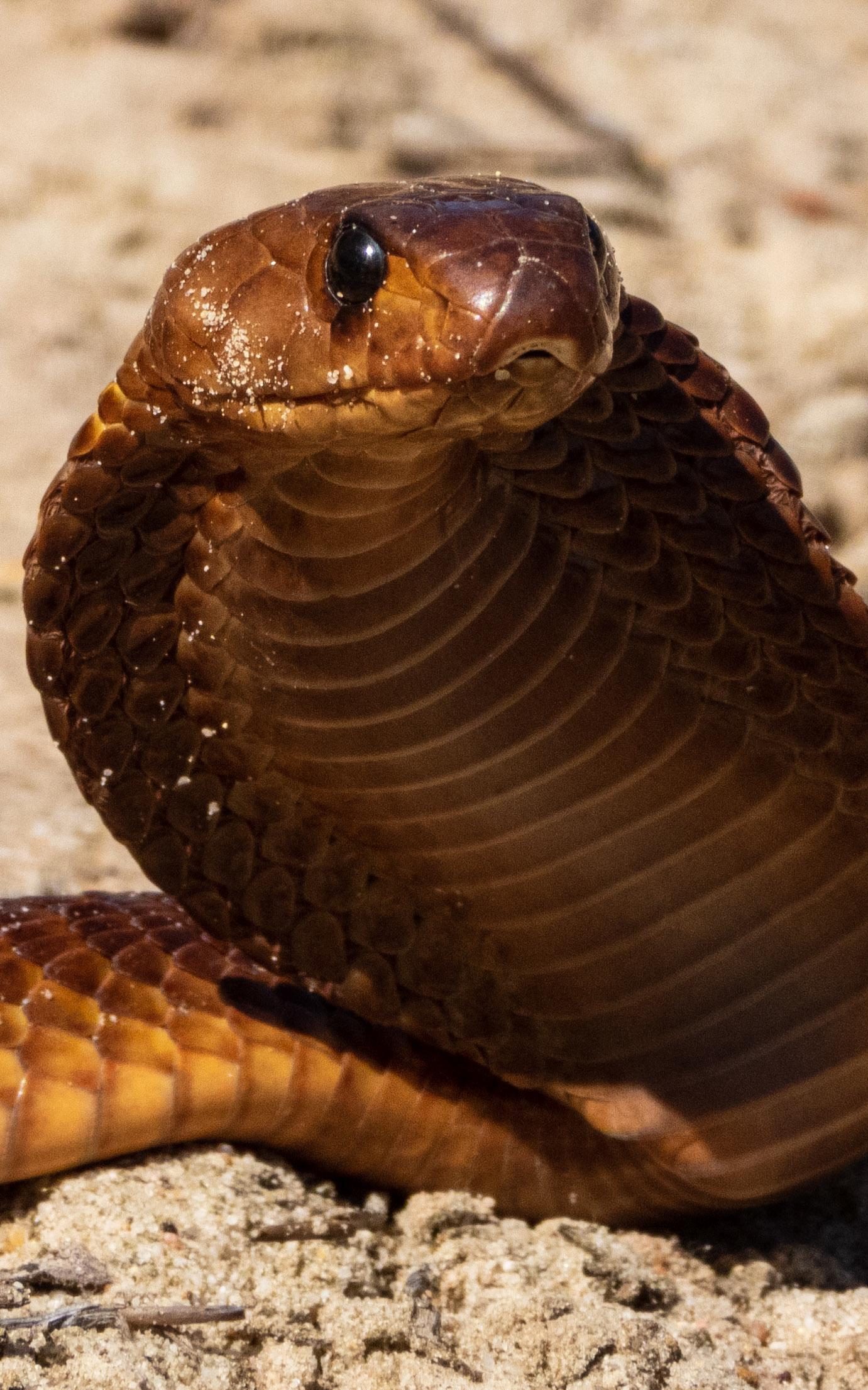 cape cobra snake beautiful news