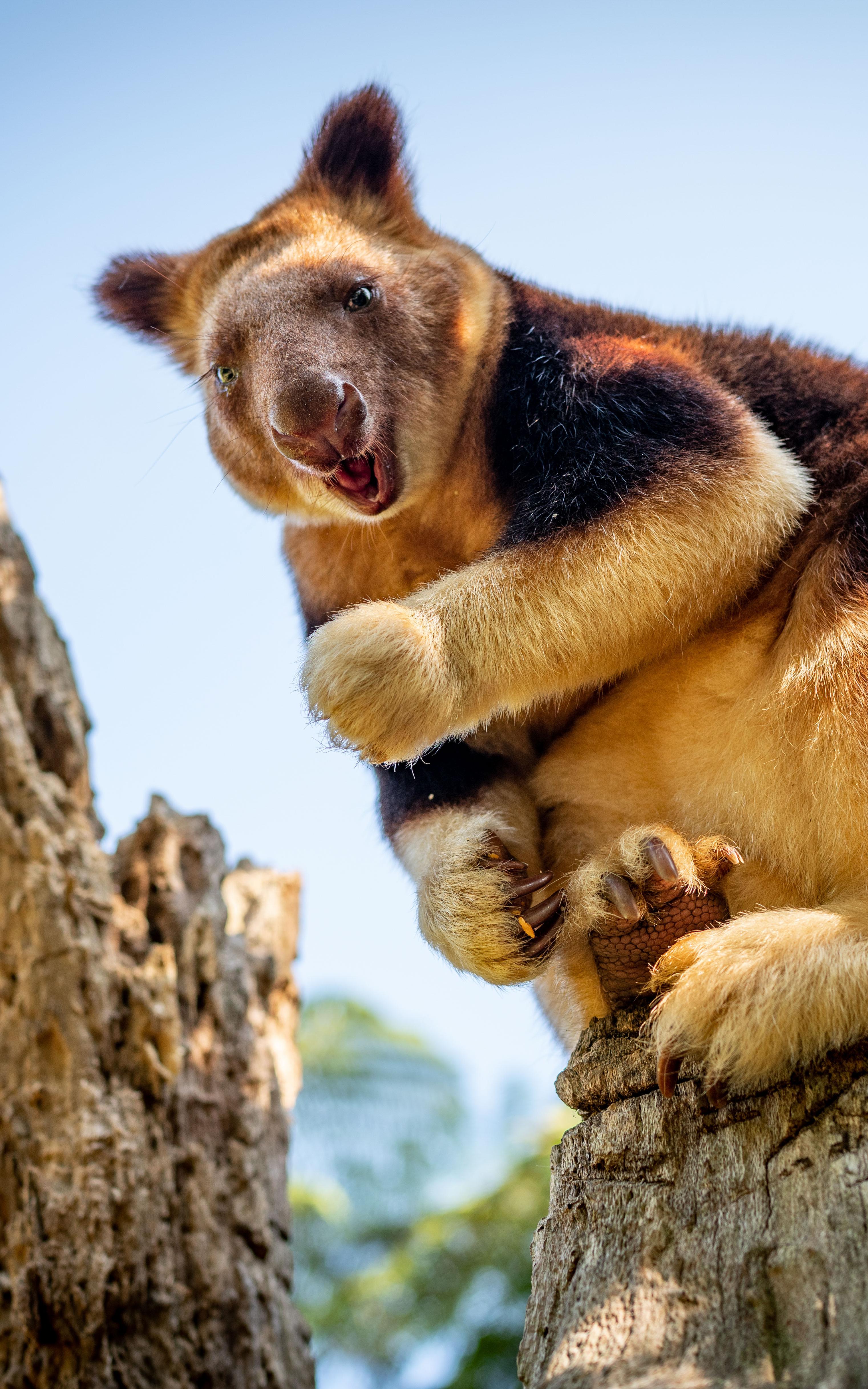 a Tree Kangaroo. 