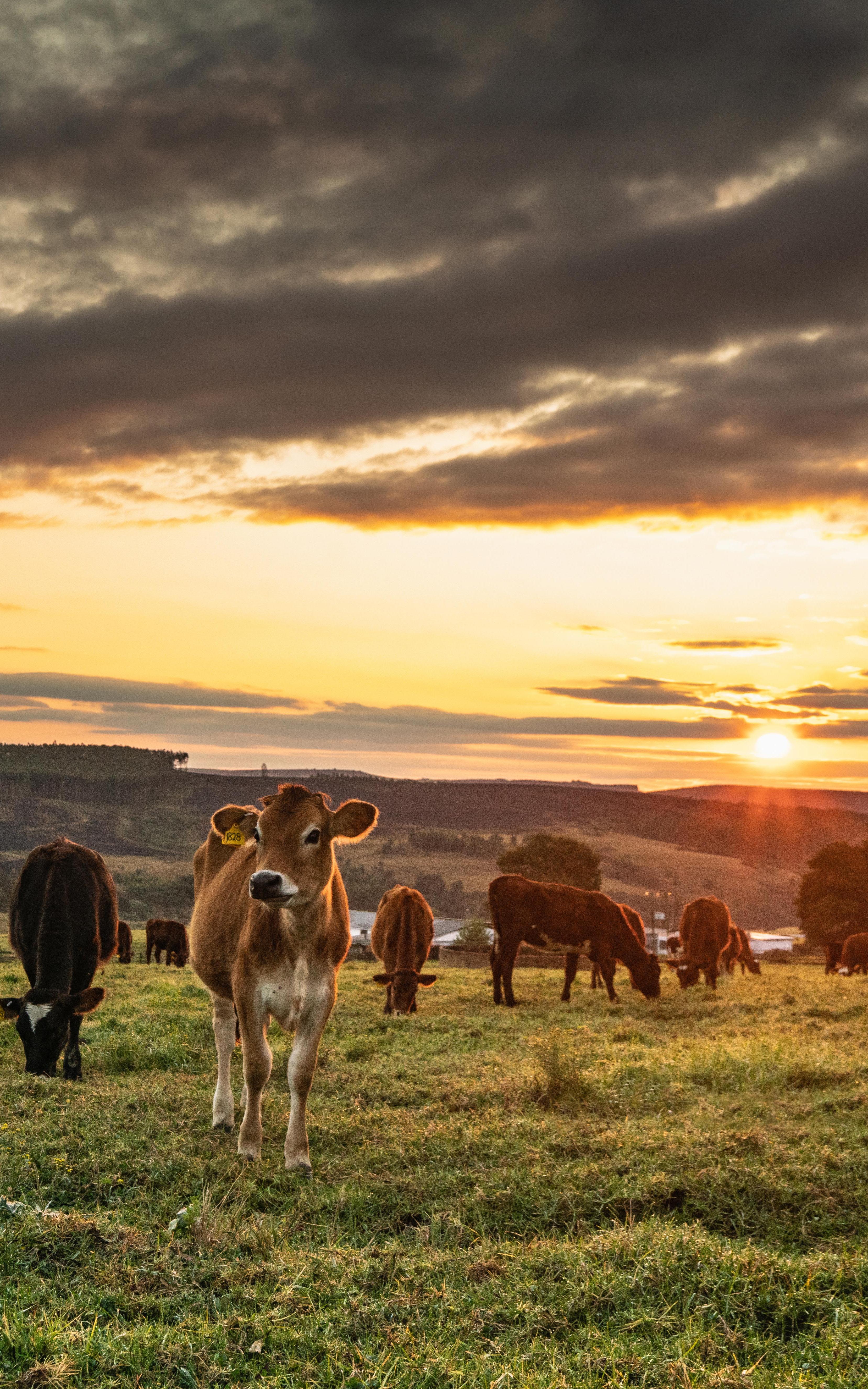 The doctors priceless help, cow's hip transplant,and cheesy countryside charm