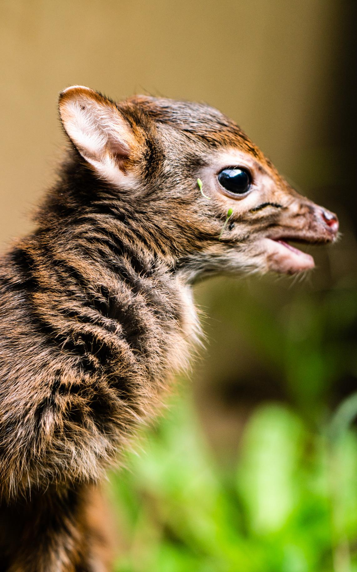 The blue duiker is South Africa’s smallest antelope.