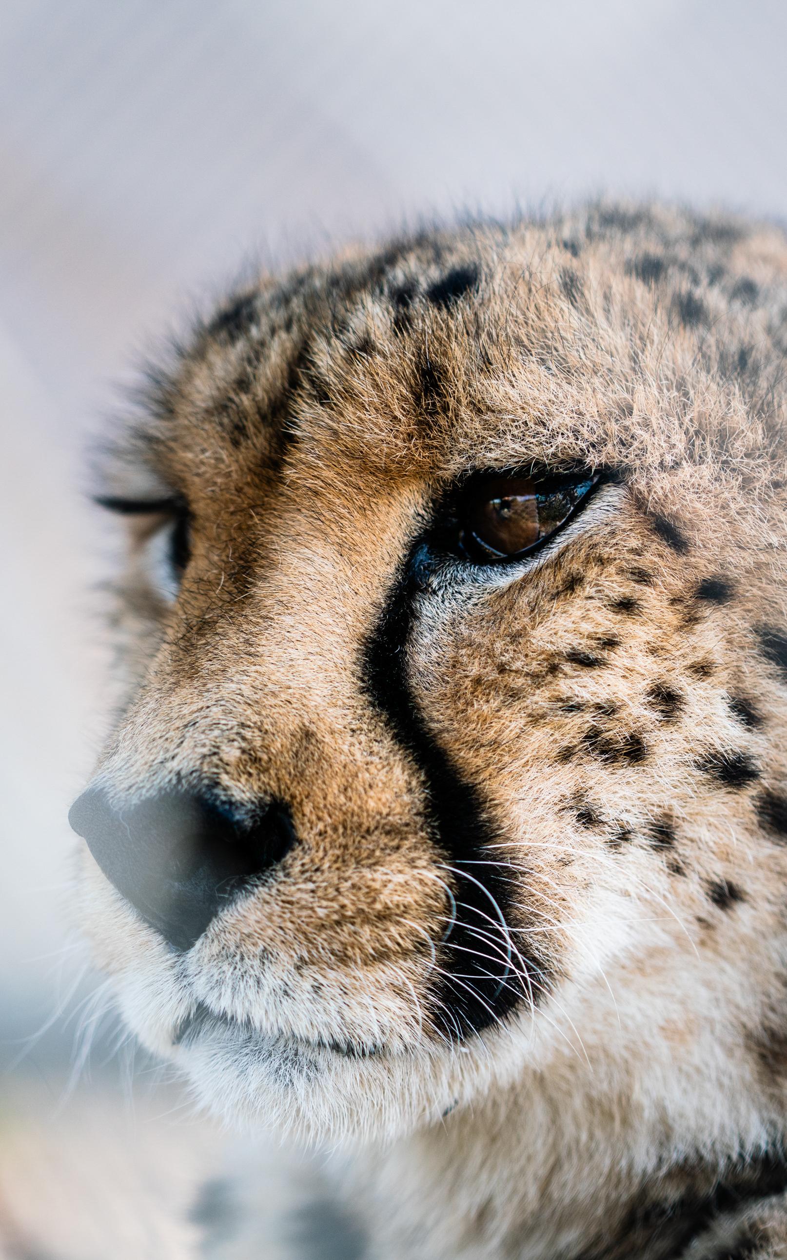The fastest animal when it comes to race for a lifetime.