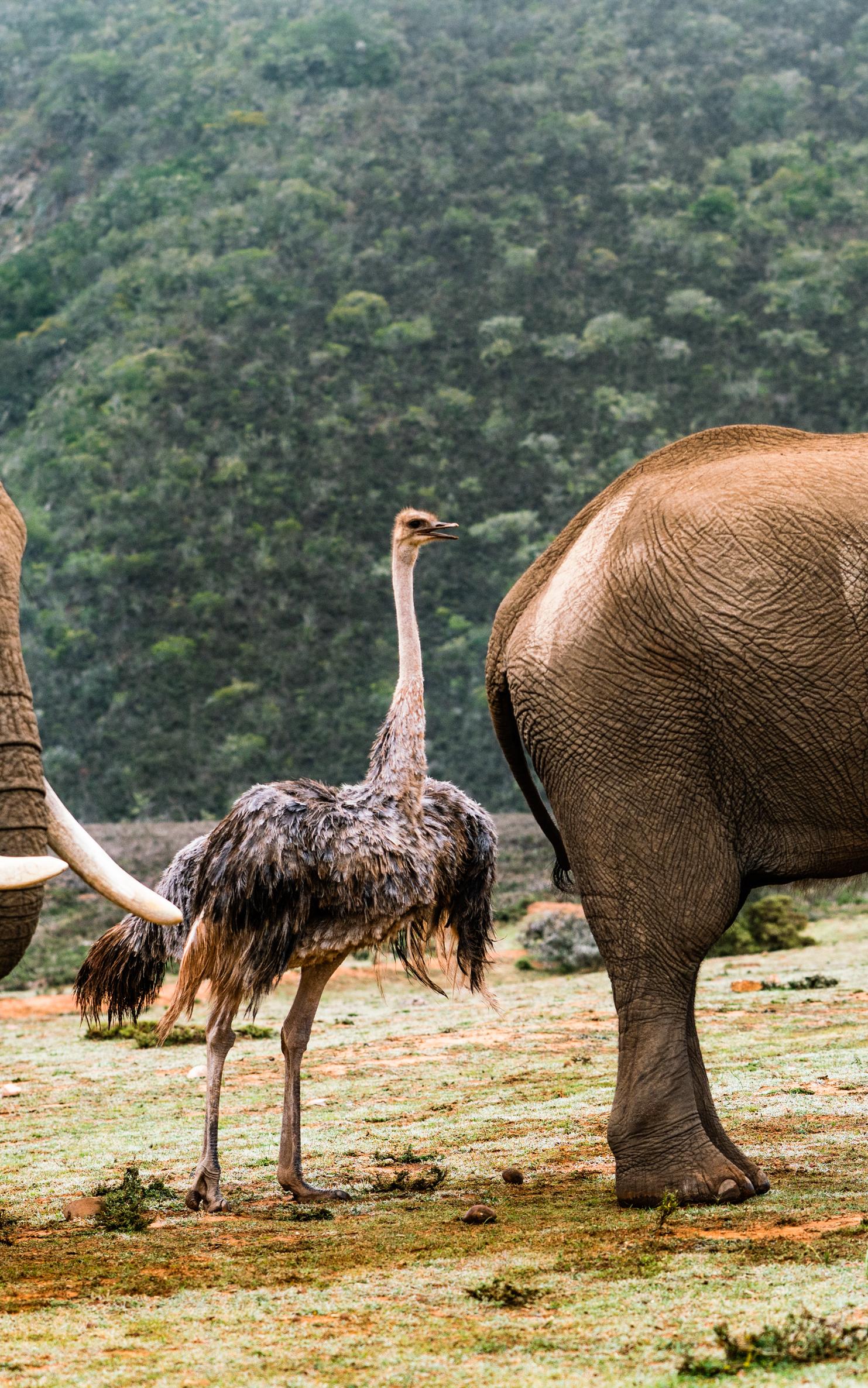 The Ostrich adapted to life of the elephants.