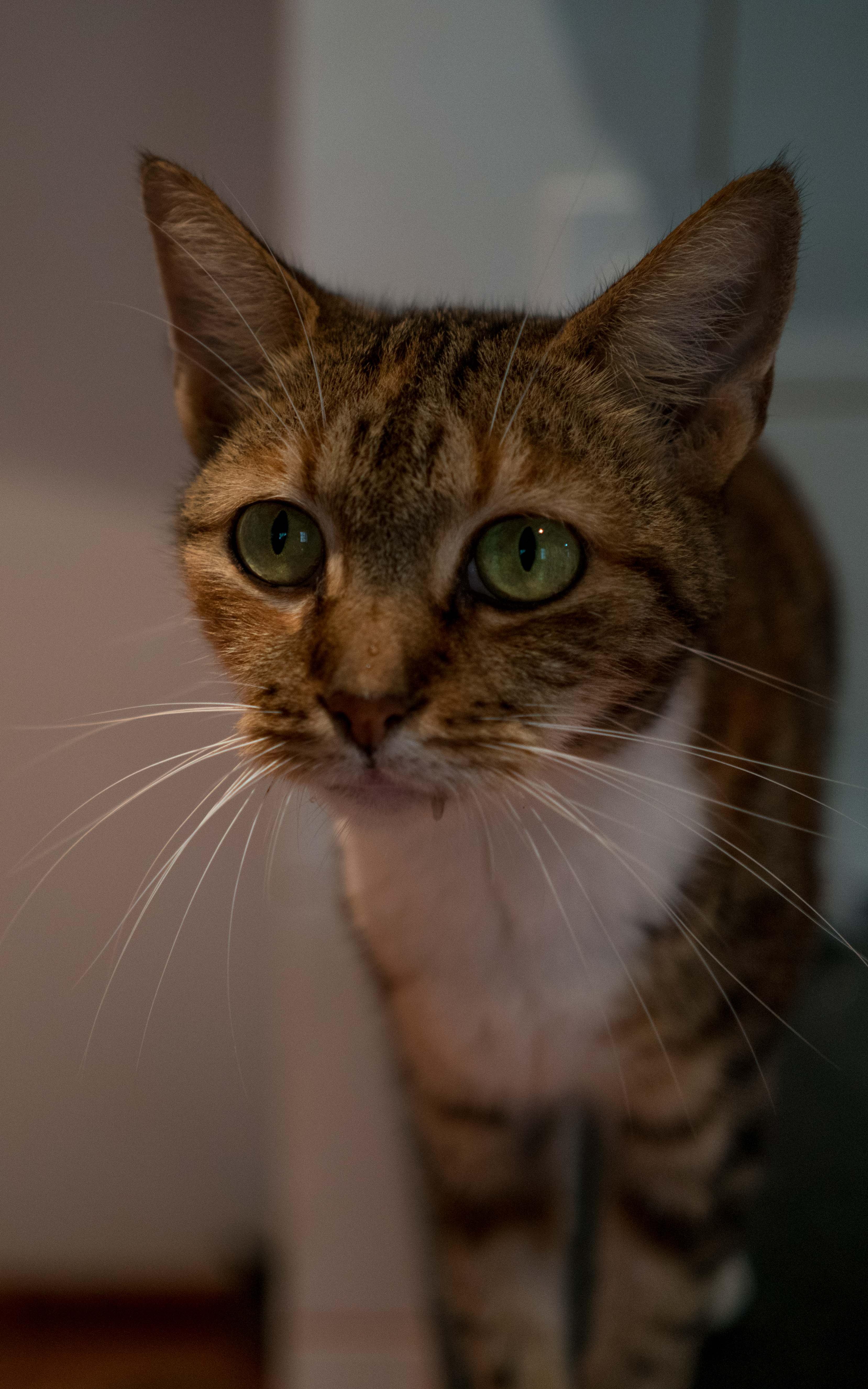The woman caring for 55 cats under one roof