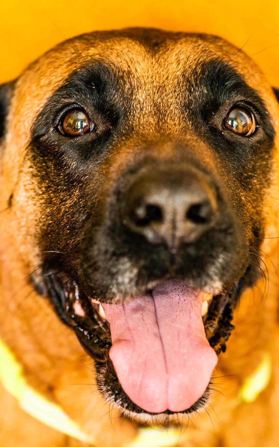 This animal rescuer shows how a little compassion goes a long way
