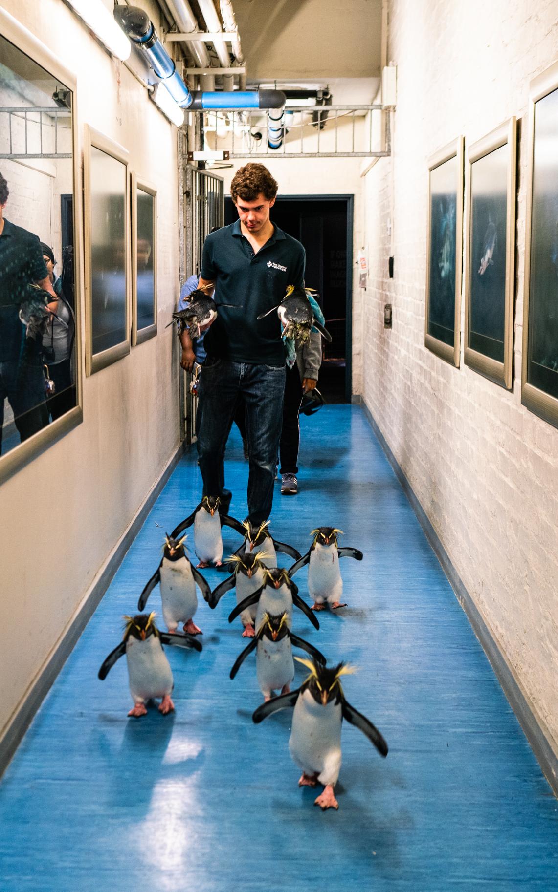 Penguins roaming in an aquarium hallway.