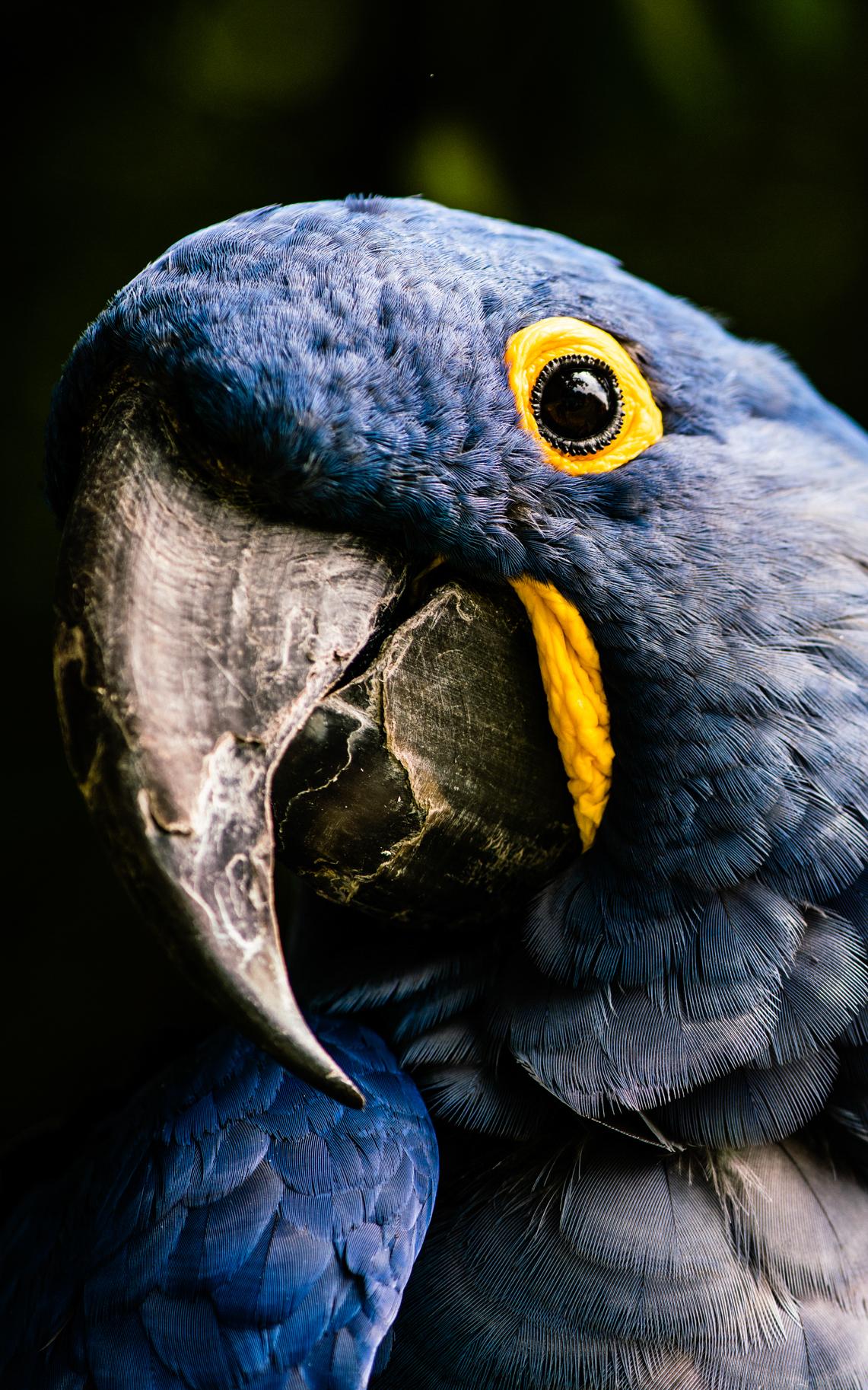 hyacinth macaws deserve to fly and spread their wings.