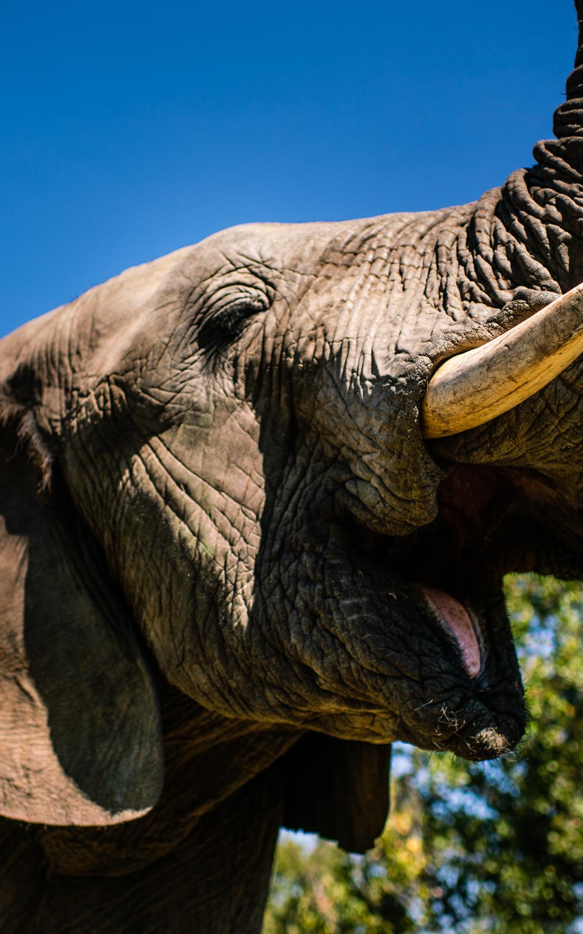 Jabulani the luckiest baby elephant.