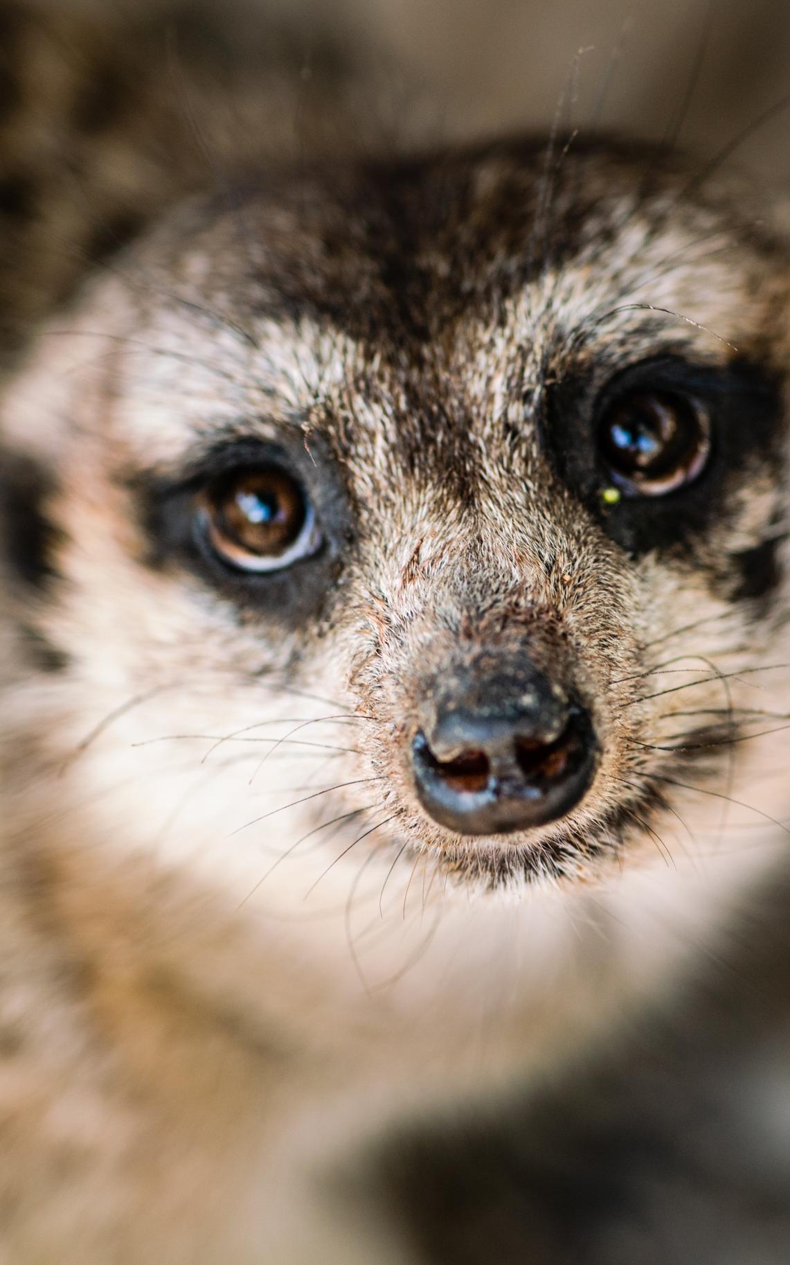 Meerkats are adorable.