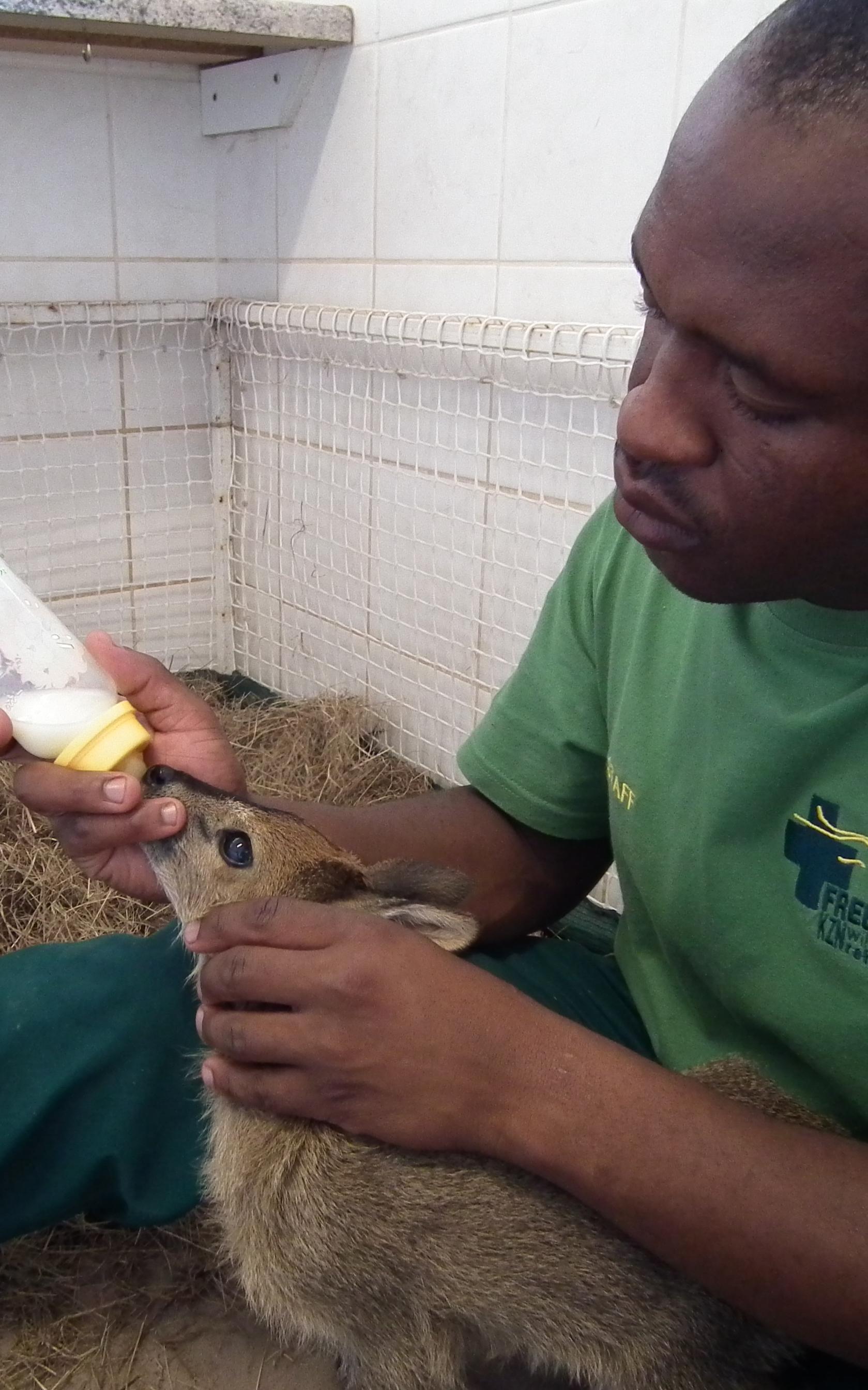 Meet the man hand-raising abandoned baby animals with love