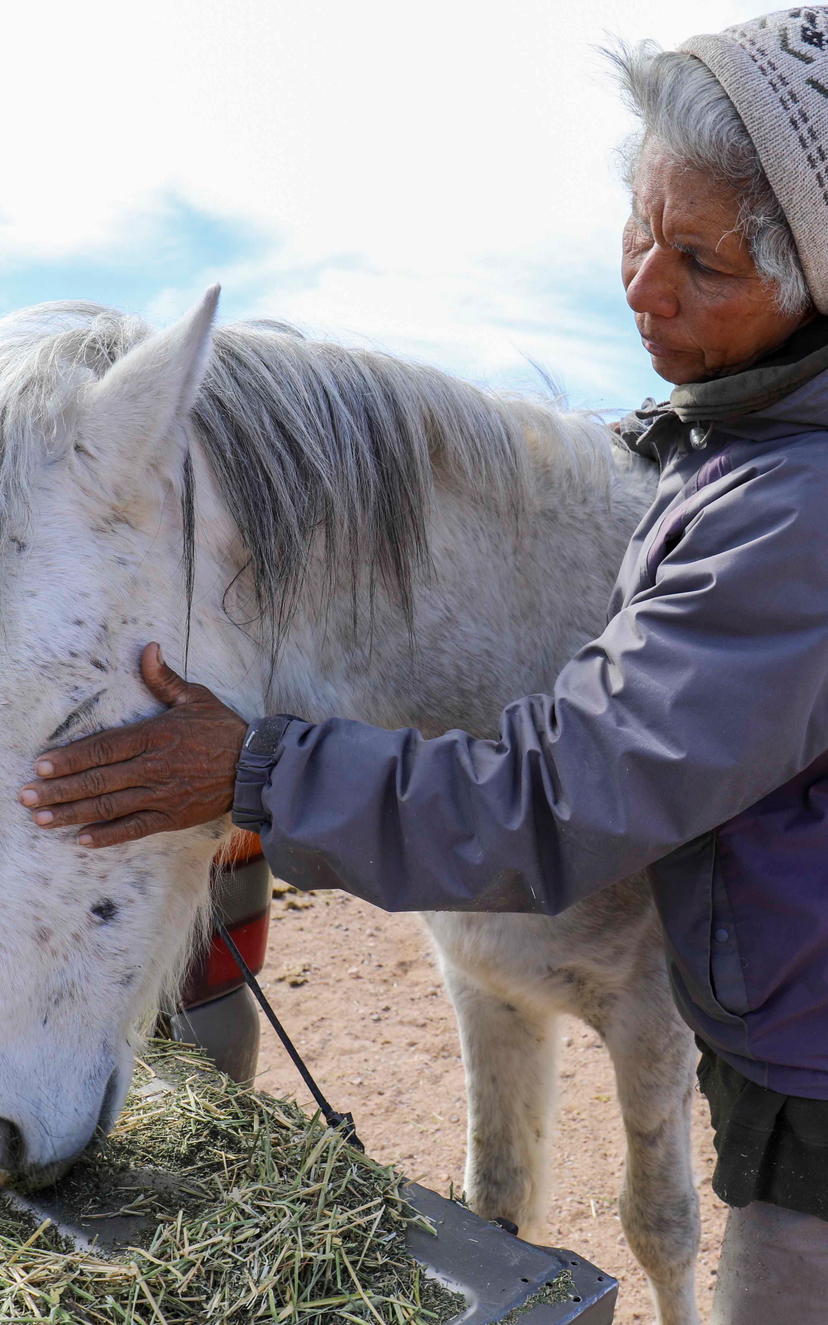  beautiful news wild horses