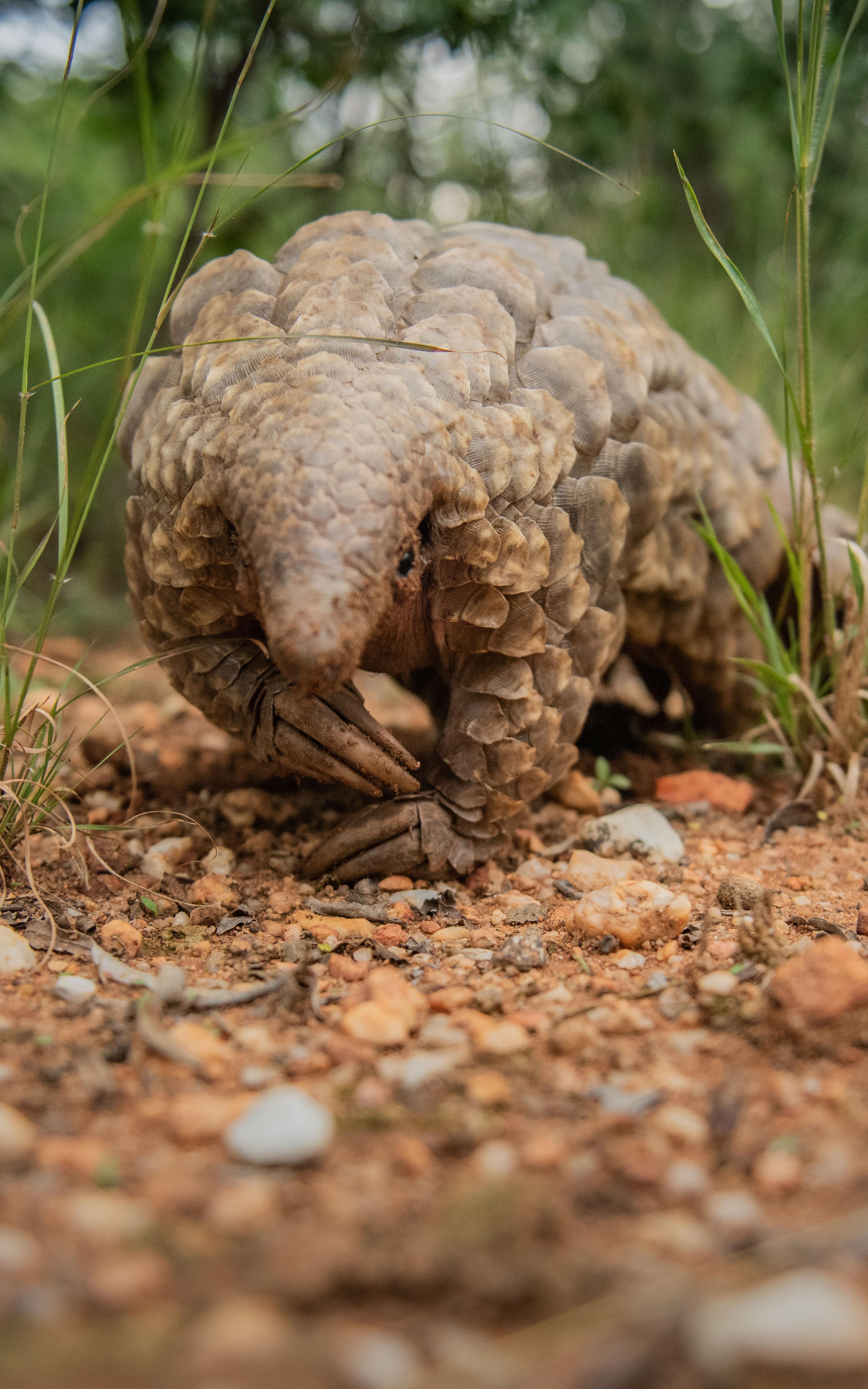 A Pangolin