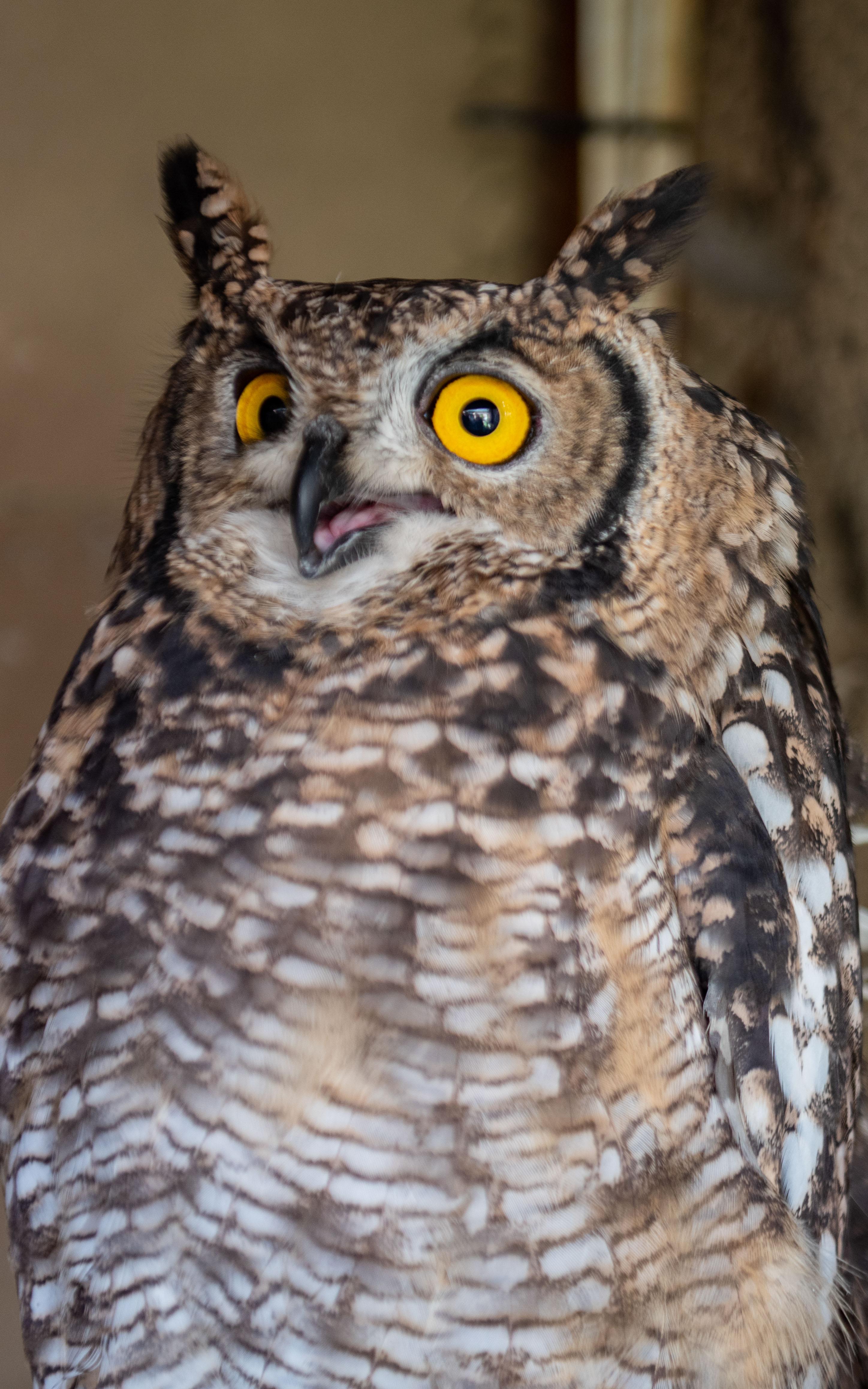 The Owl box man.