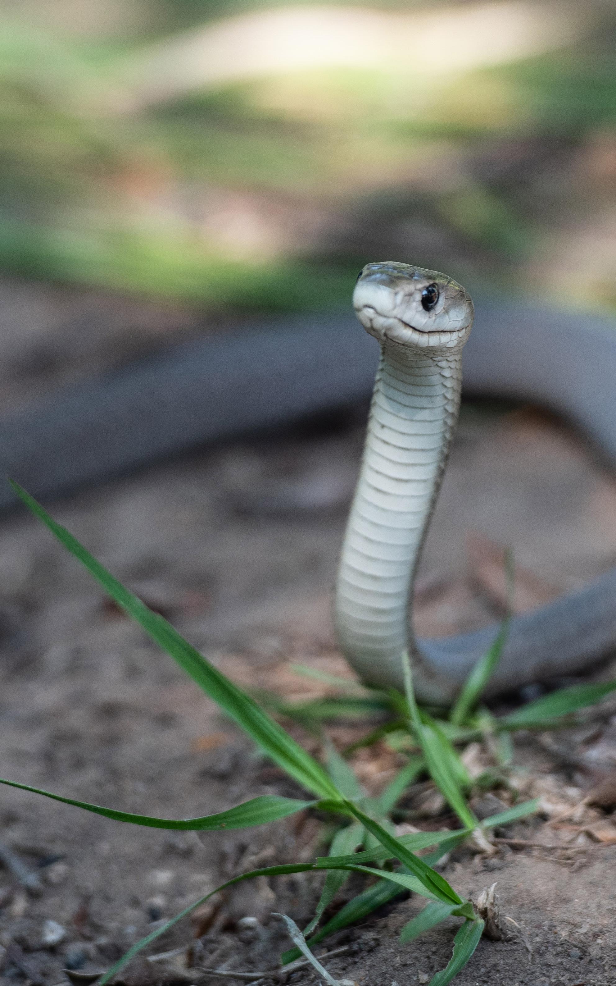 the caution of a black mamba.