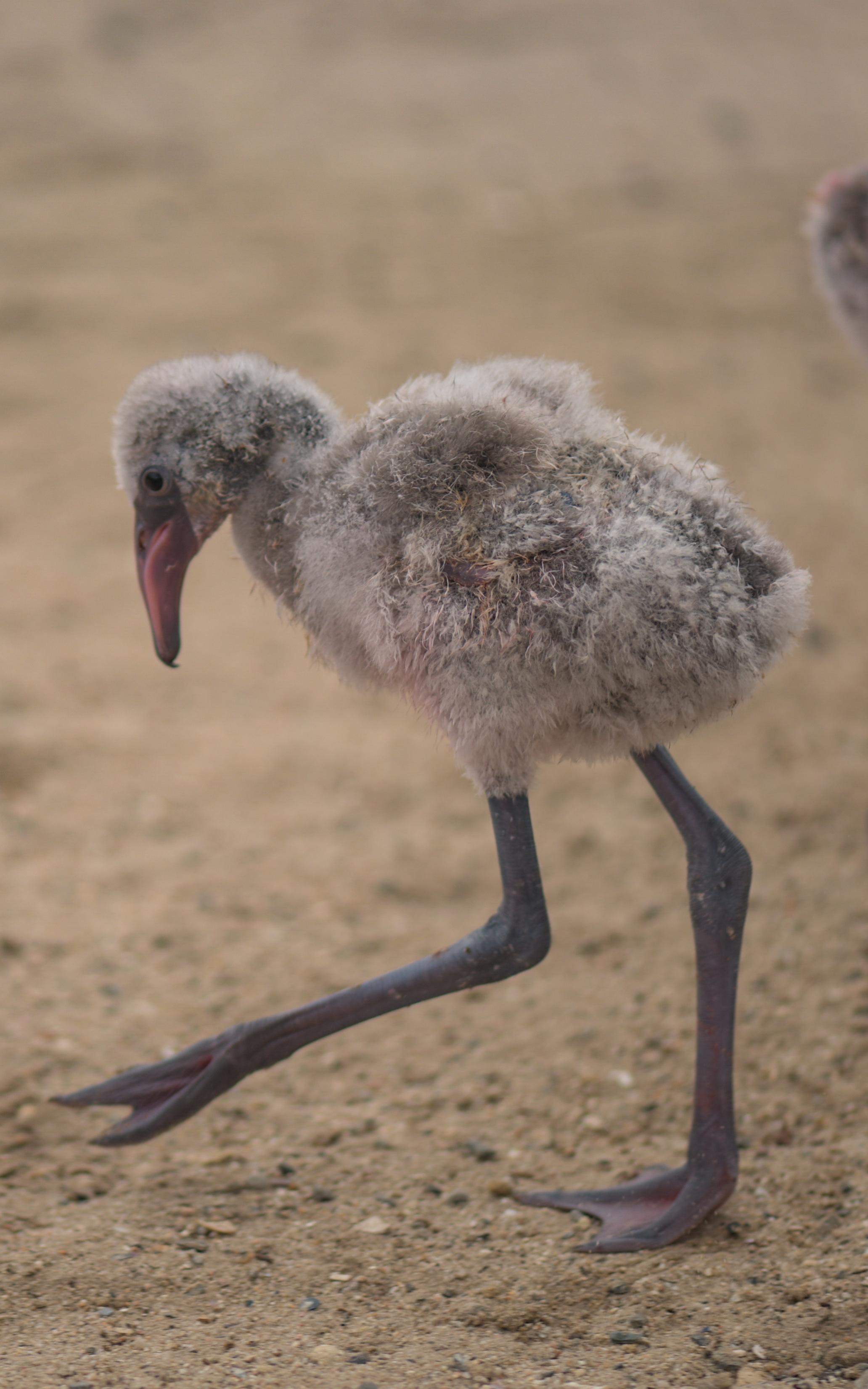 The survived flamingos were reintroduced to their natural environment.