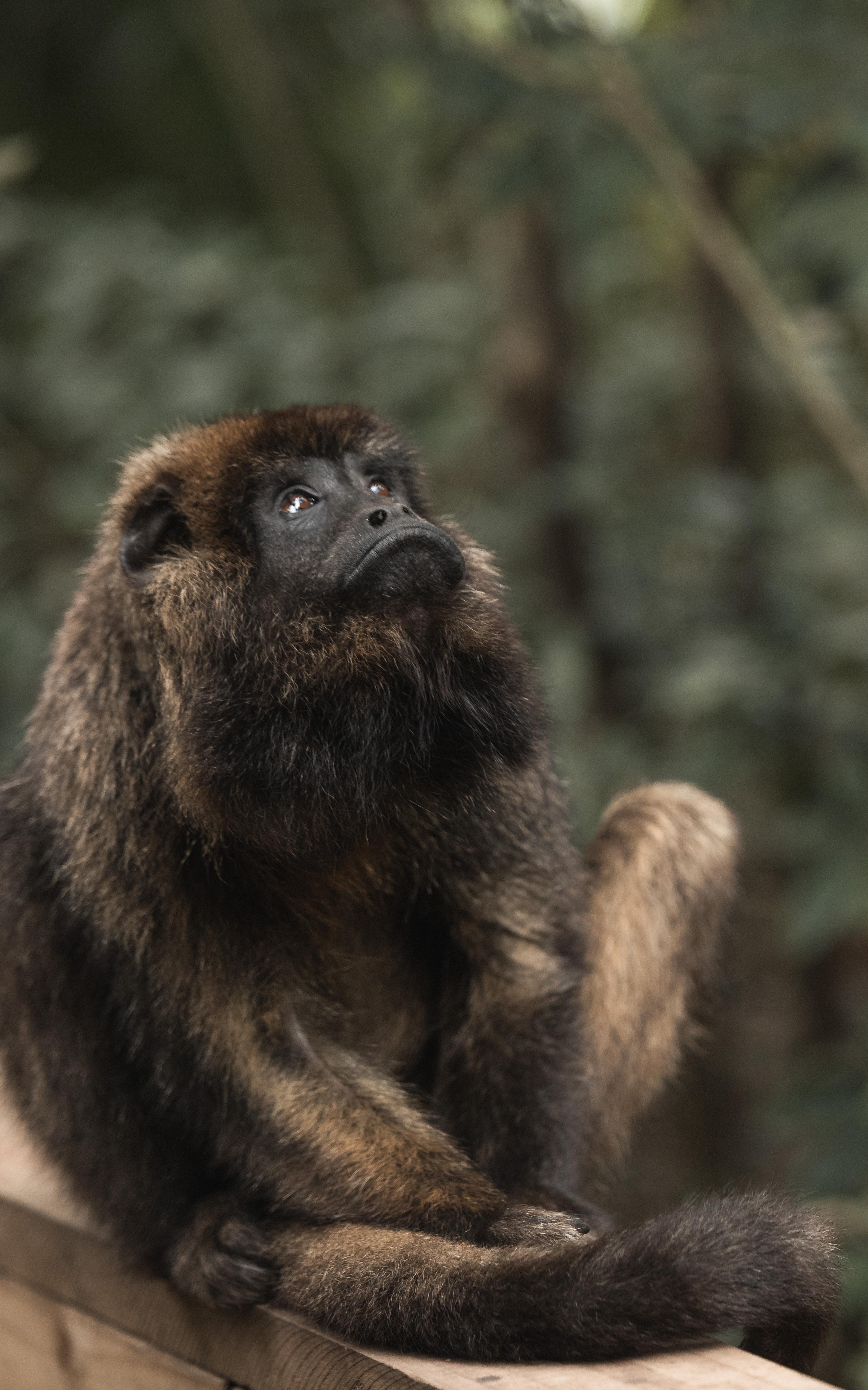 The monkeys that make themselves heard five km away.