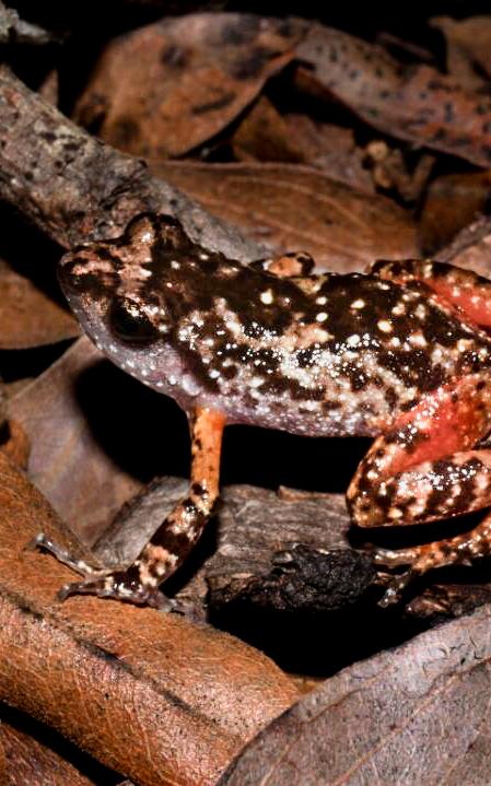 Shiny frog