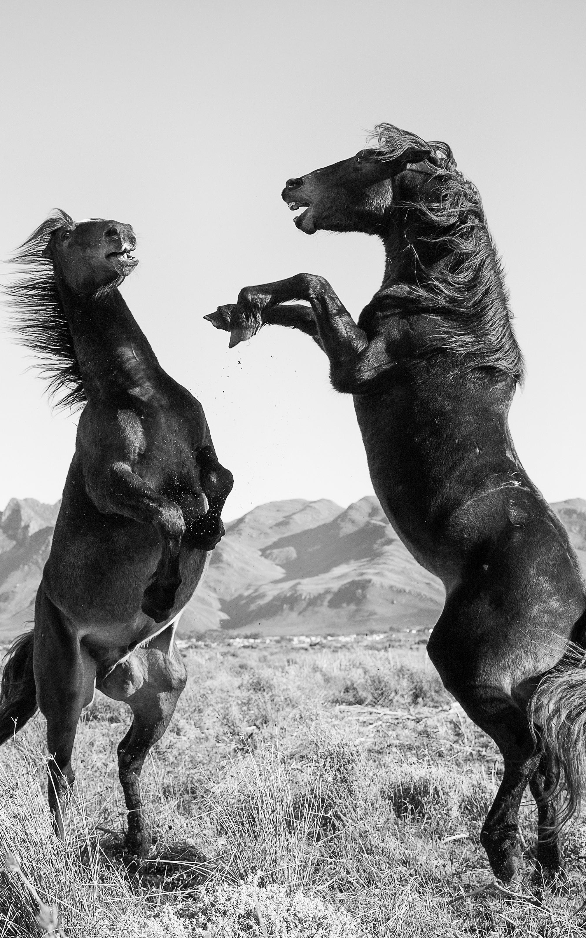 wild horses