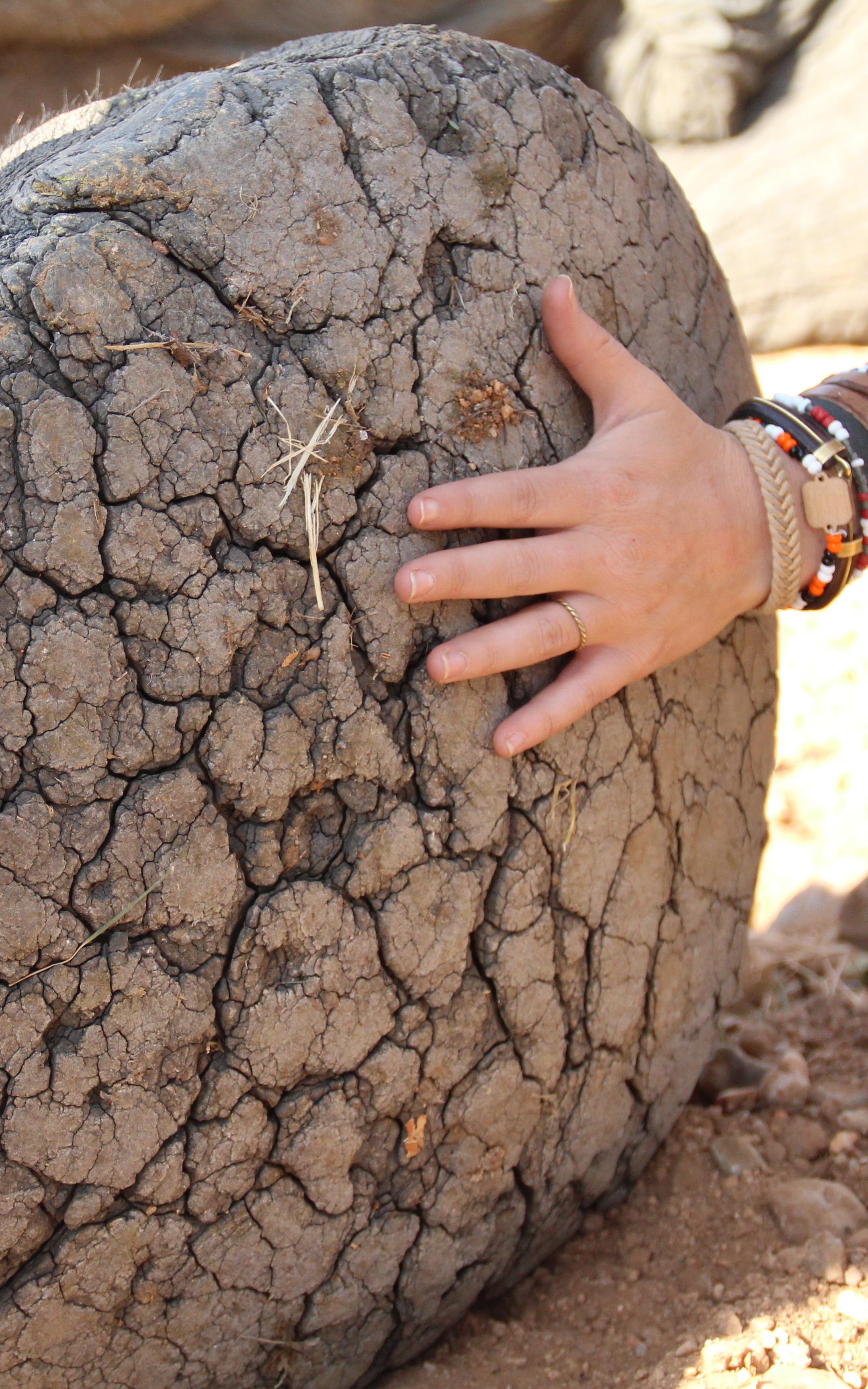 Hand on elephant foot. 