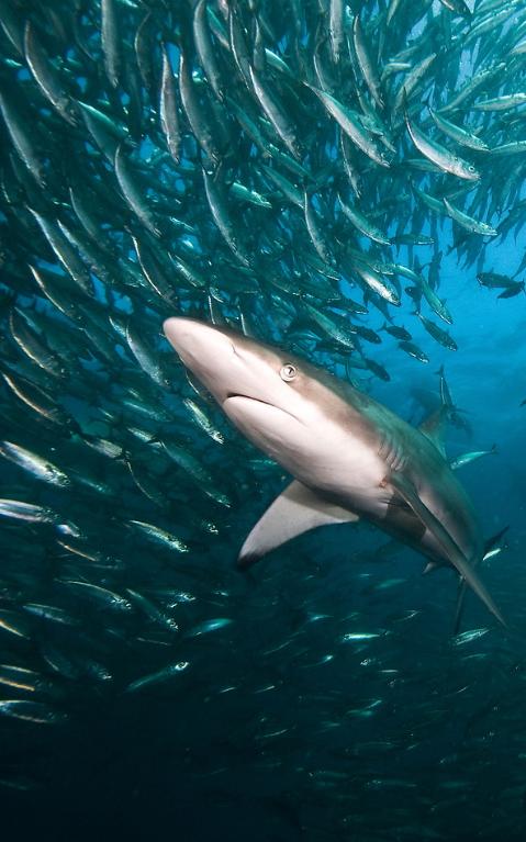 Sharks and fish