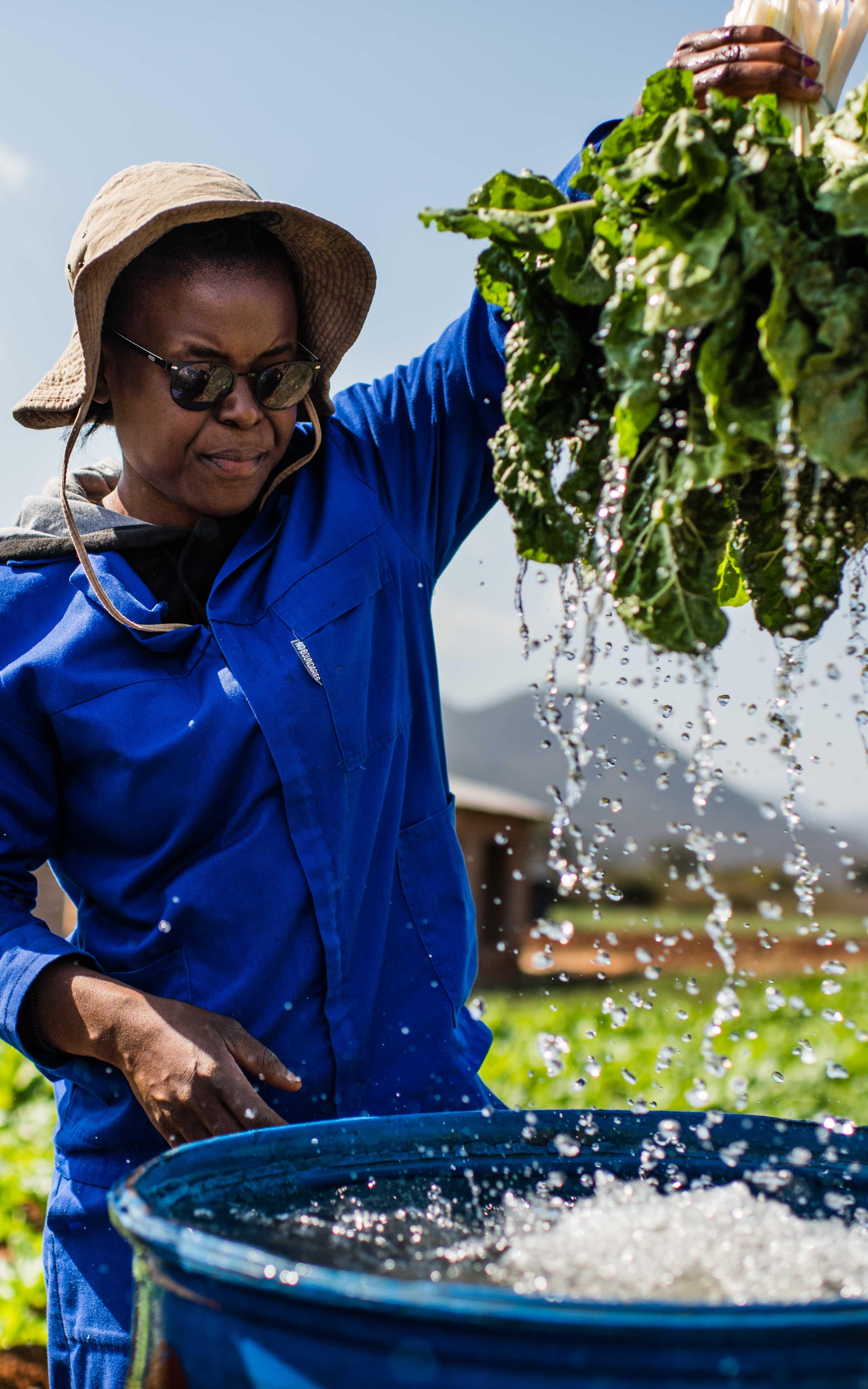 Farmer cleaning produce.