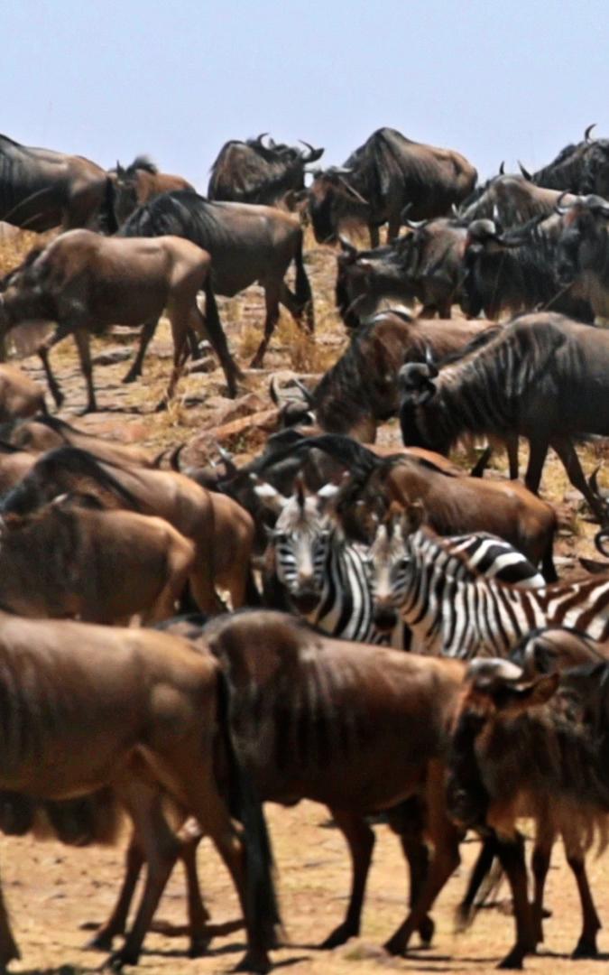 beautiful news maasai mara wildlife