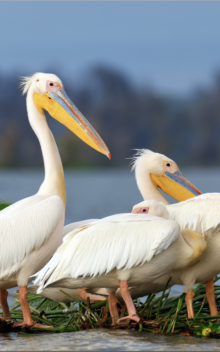 Pelican.