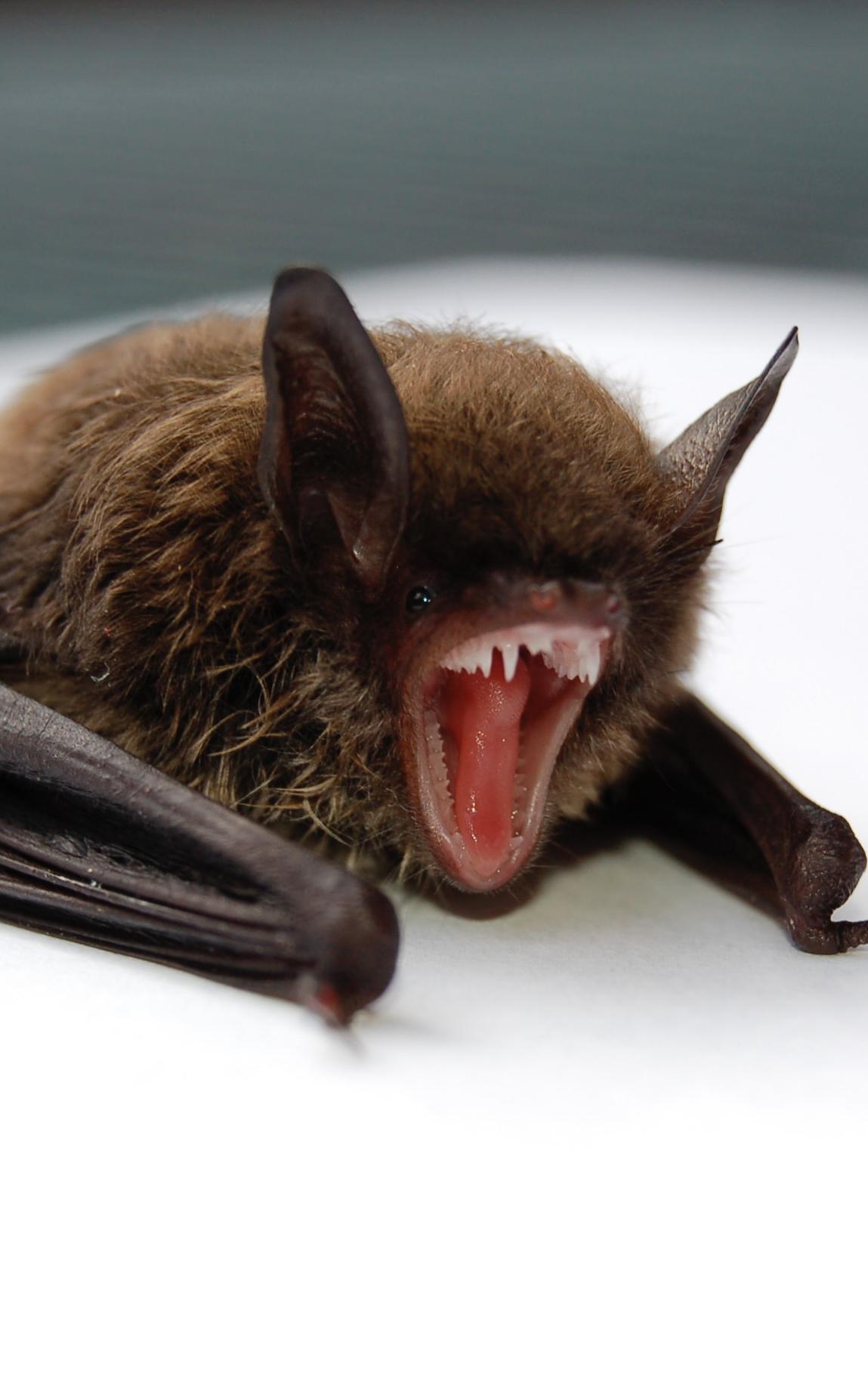 Baby bat