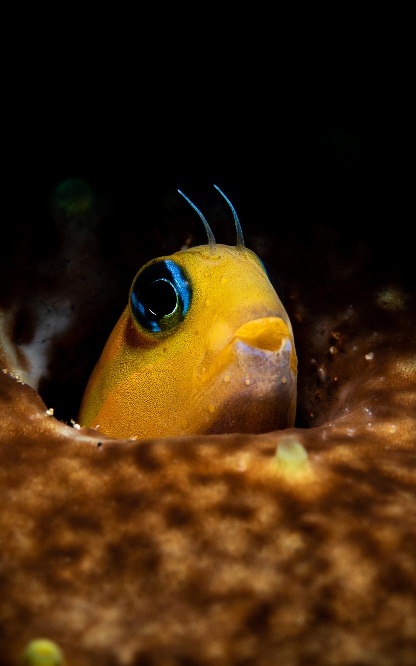 Yellow fish.