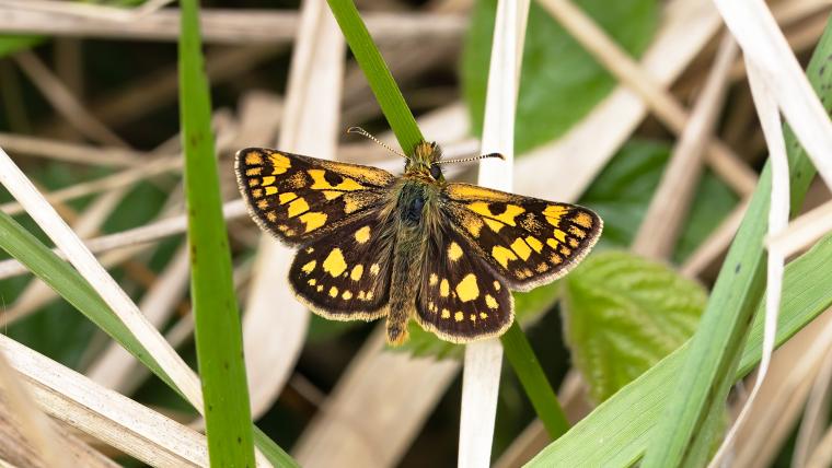 Beautiful News-Butterfly perched on grass leaf.