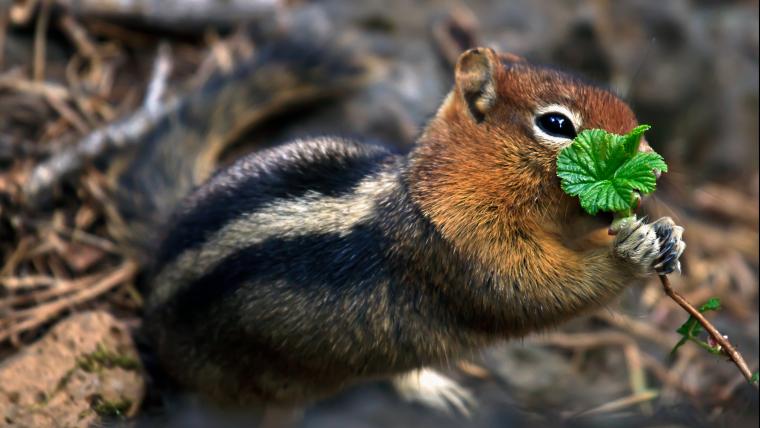 Beautiful News - A chipmunk holds a green leaf