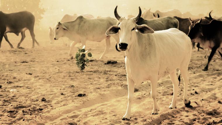 Beautiful News- All white and all black cows 