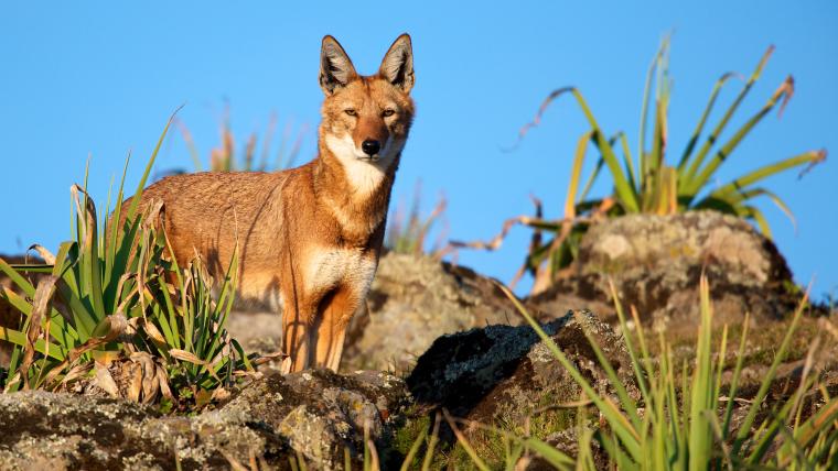 beautiful news wolves