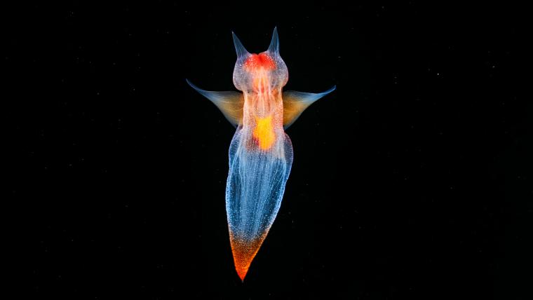 Sea angel in the depths of the ocean. 