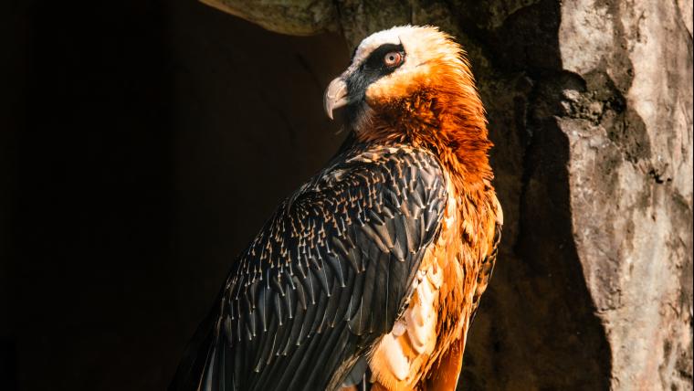 The bird bone dropped from great heights down to rocky surfaces.