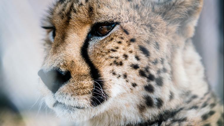 The fastest animal when it comes to race for a lifetime.