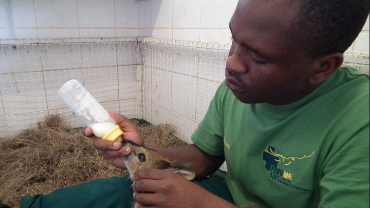 Meet the man hand-raising abandoned baby animals with love