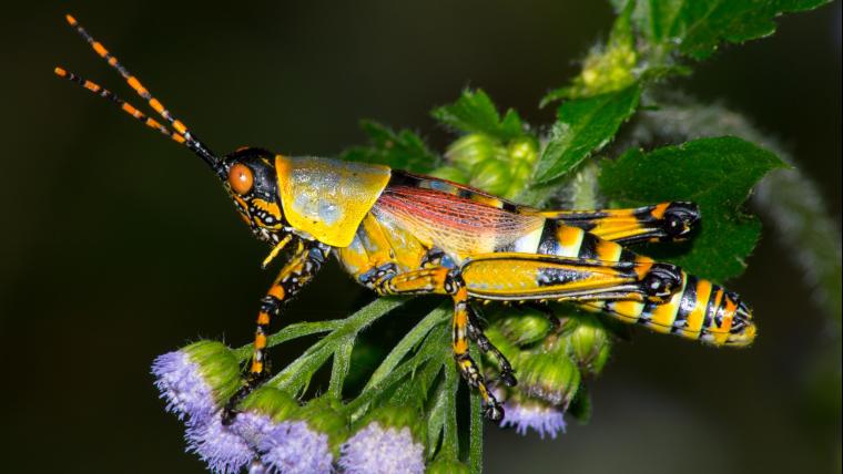 Grasshopper