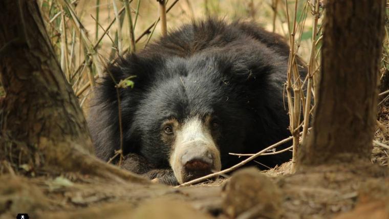 Beautiful News - Sloth bear from Wildlife SOS relaxing among trees staring into camera