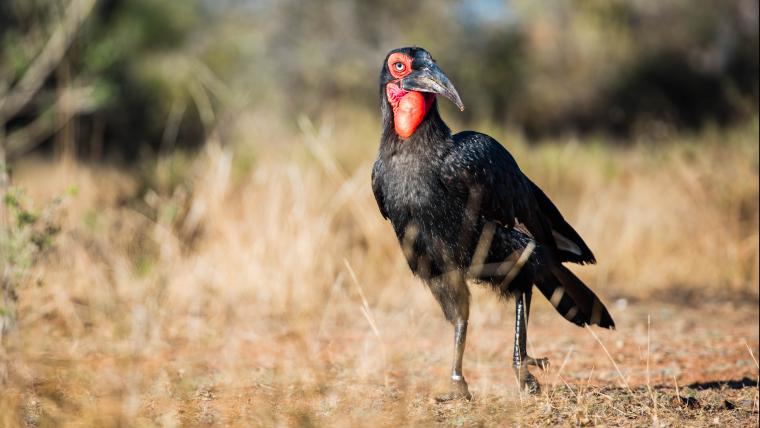 Ground Hornbill.